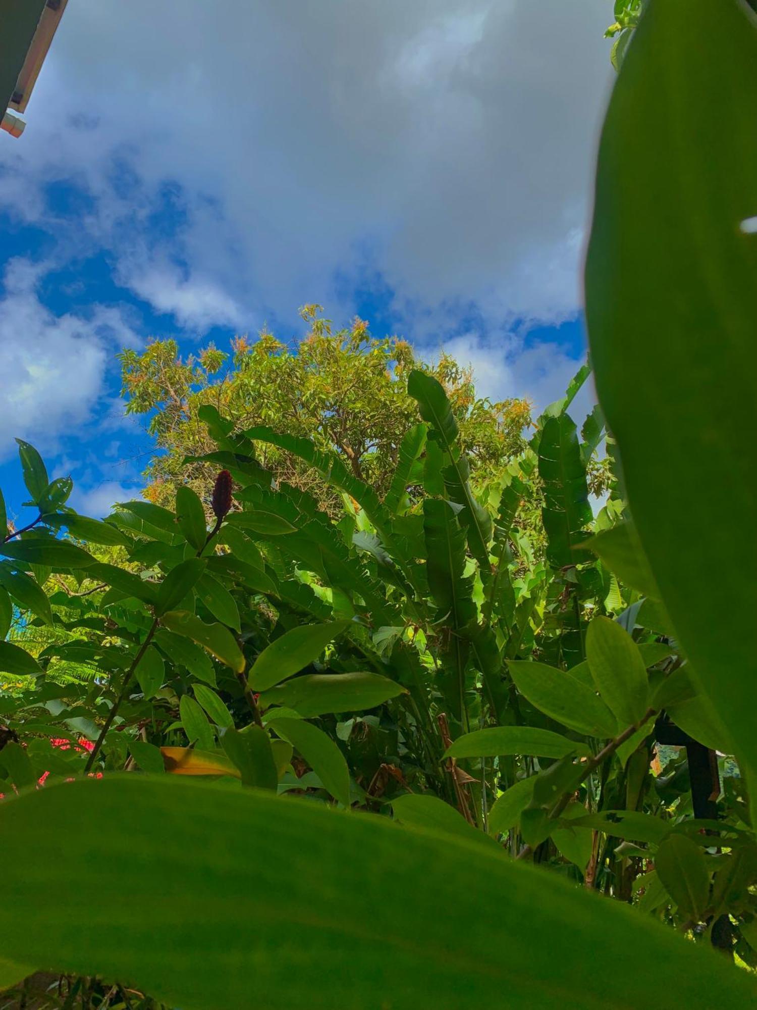 Le Petit Paradis Roseau Exterior foto